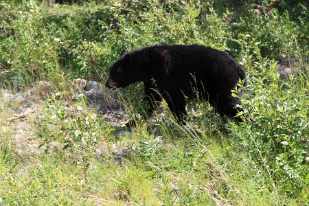 44954ffedc89f35938adf31bc0c759c2413e5172