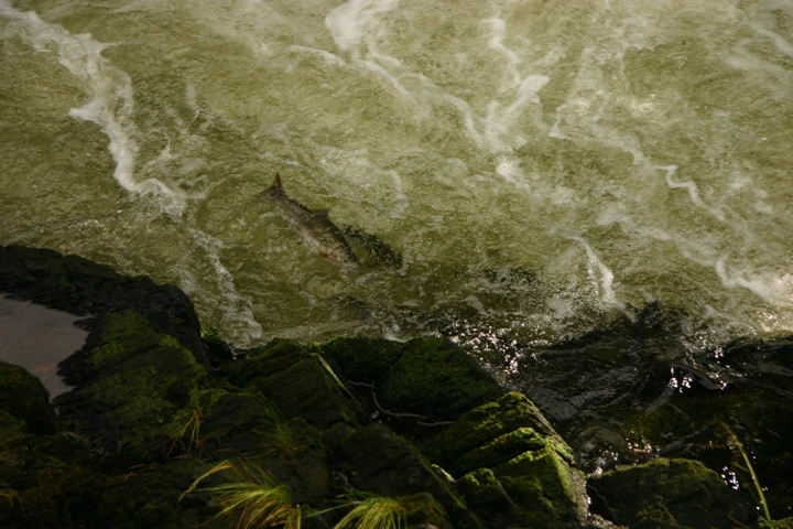 e605b9a05394bca43e268116fdf5842cd54b27e8