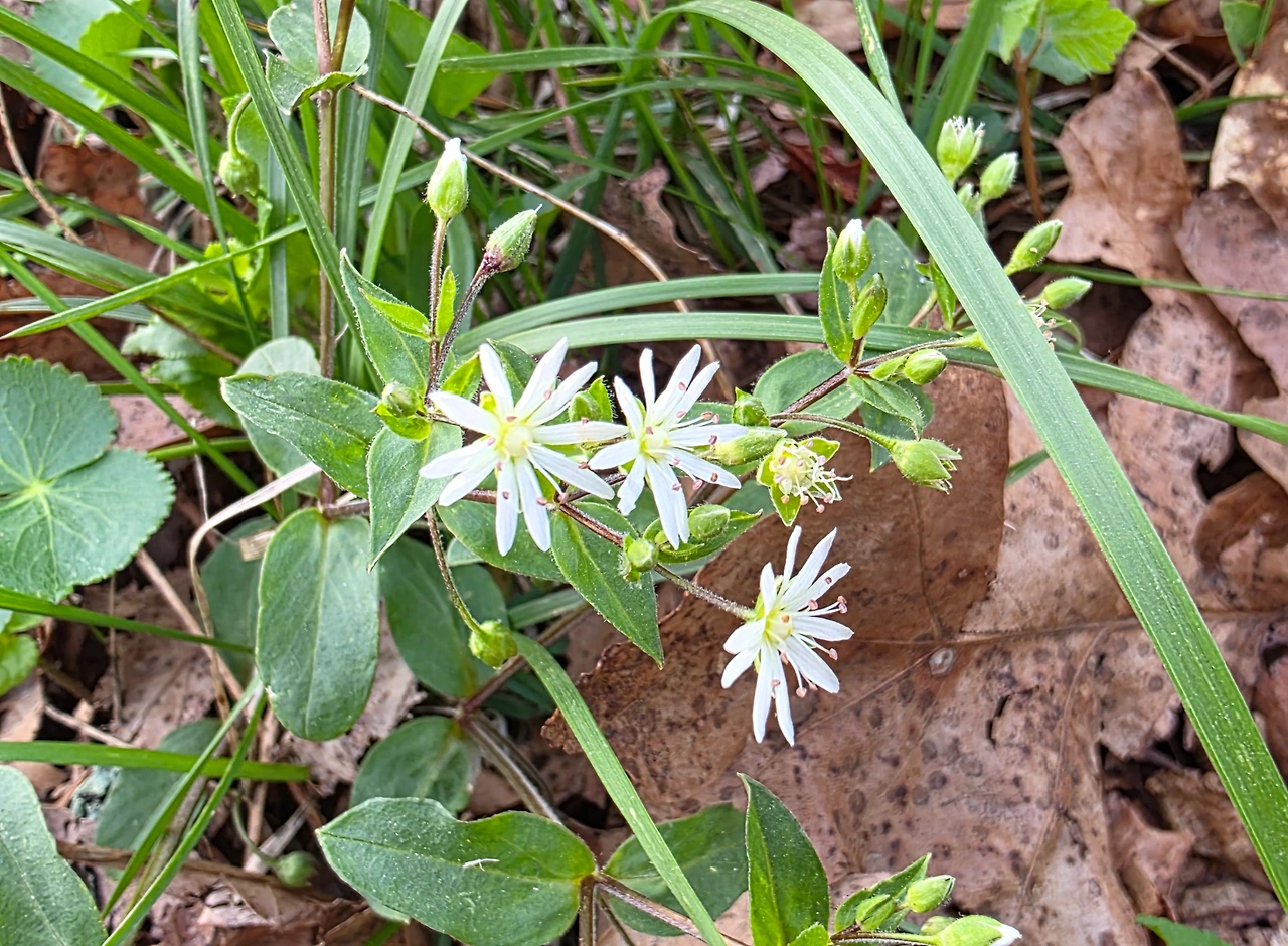 15582c3a427fdb282849f9278ac0e44e467616e1