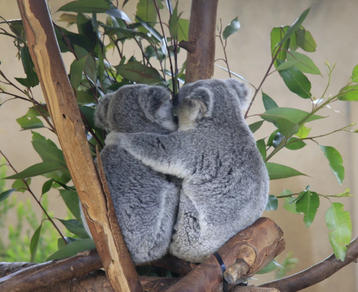 66a3a997209af769cccec5cb99358f022cdda80c