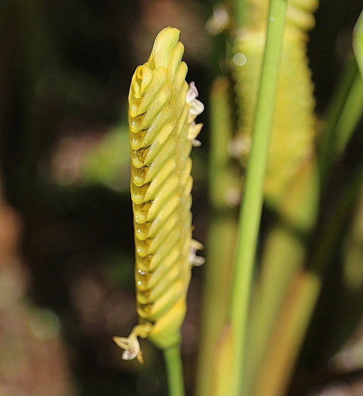 ecc4f13858edef387061f5bf4b00083de3bb973b