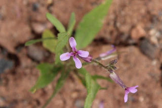 87c45326170a5f2486ec973b32ff625a5d6f498d