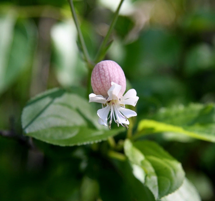 6d620ca77908de6d029aa2734ce614fdf4e33b4a