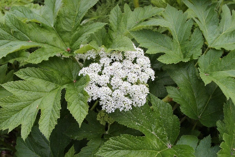 255b0ec8ce01efbe51617b2fc1b69ada30dcd32e