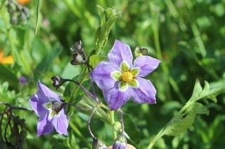 bacbf0c86dc429aade6dc1a2a45bd27678d22530