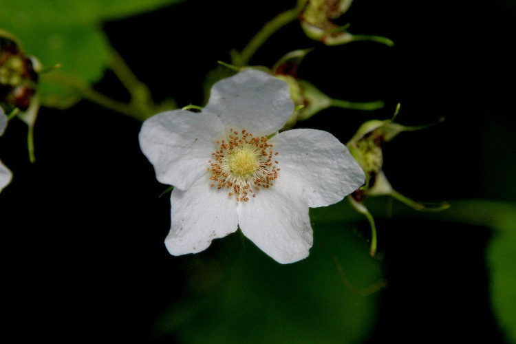 434ec8ca88fc5a4460dca6e70614b9658c811082