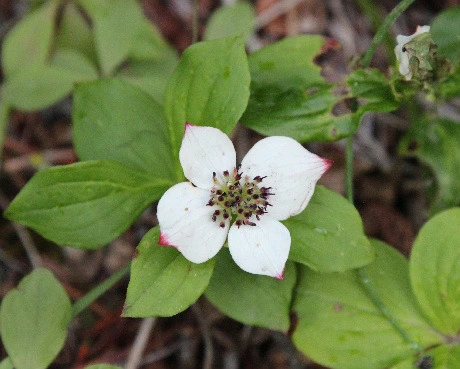 52d39a1e1307a0e20c26bb152c2481133da32463