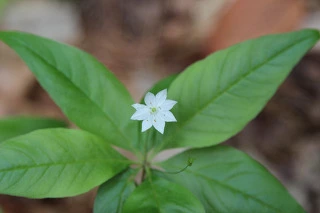 8ee1ba7a201333c2340e57e3b362293d283d44f7