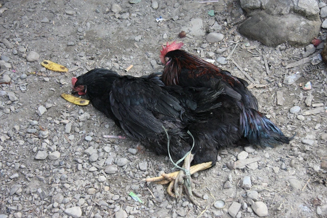 1d278190ec262659858c6264df4cde29722d47cc