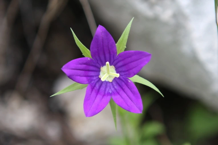 ee8f0619f97eeb5ddb605e17664606d93a51b766