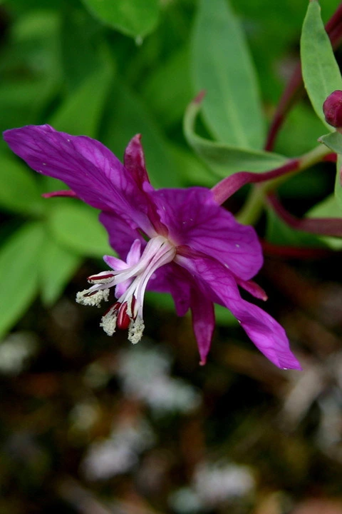 10101b1d82a23e60399a21033867121777797c6c