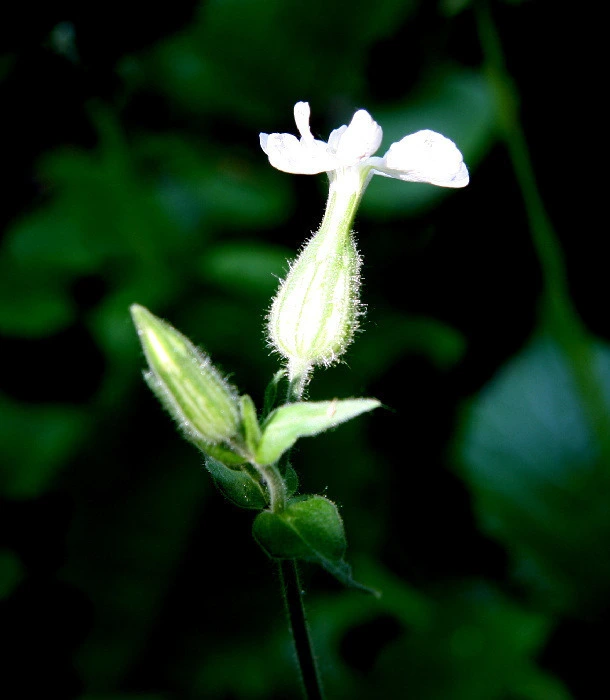 3ec0fdc7d4cdcd2e8c2405e57f10924da70e9717