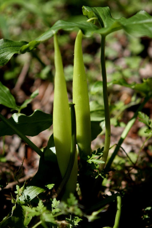 1196270f1573f75ad9268883b0b7bd7378f78d19