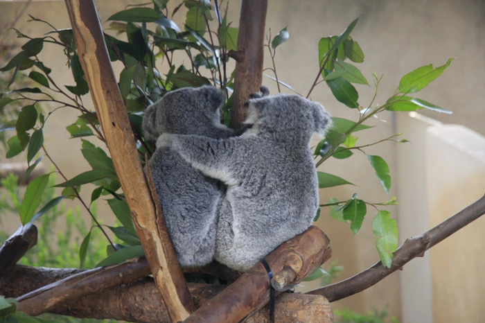 20c022b15911b993d8f0a38a9e5cfb7fe52782f9