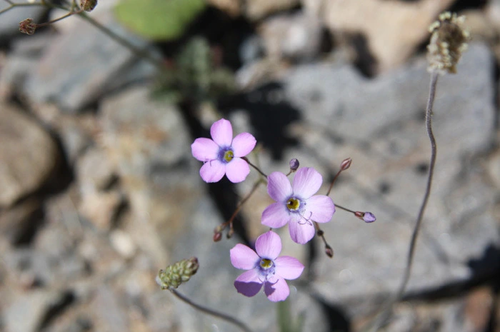 11124C1349F34AB40ED27C