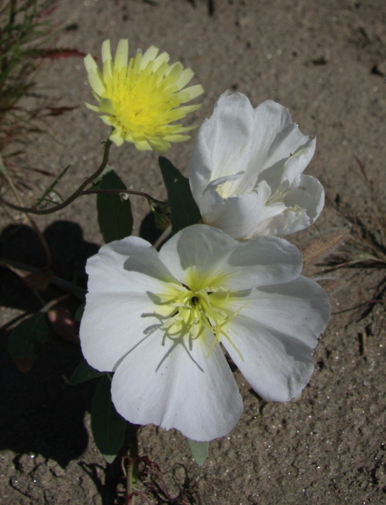 ec17ac9617a985e73a16e61dfb4587de3d915f97