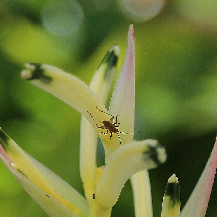 a558f6204a902d913ee20ca3c86cfd65756f3bb2