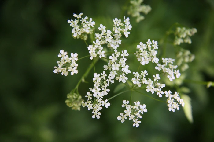 e298f0bbace55311b35ca7ba705a1162426ff424