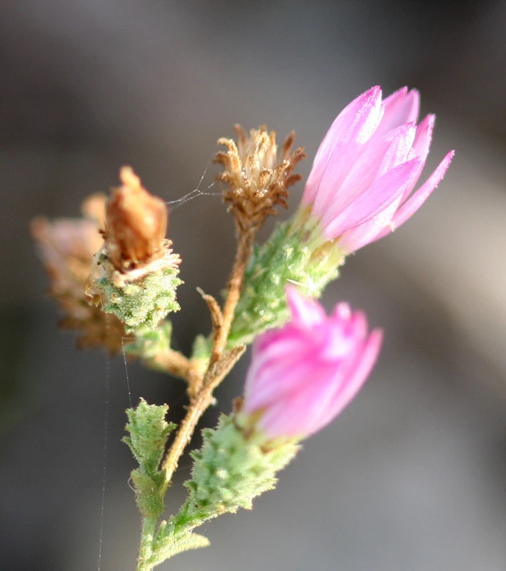 8964dbe36f1171f6f6f0691c6777d0d3caac3081