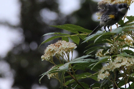 9f41792e7c96a9dc19c51ddc69cfa1d7a9b4cccb