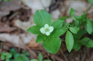 6636ffe52794c415d4ed228231efdb73ca341258