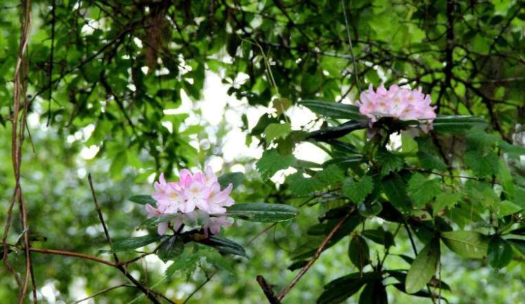 da5356a8dfefec58218c7c3ba39d807949210296