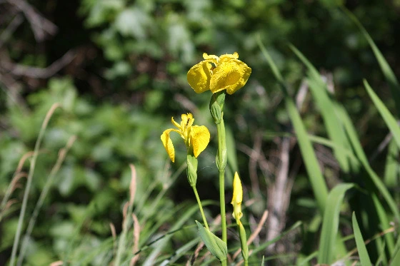 c7e99f0201f9ca1d37f579bed83e440d25753ef7