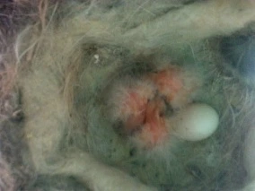 c35660fc263ff74c3a5826b496cf139a2ea45243