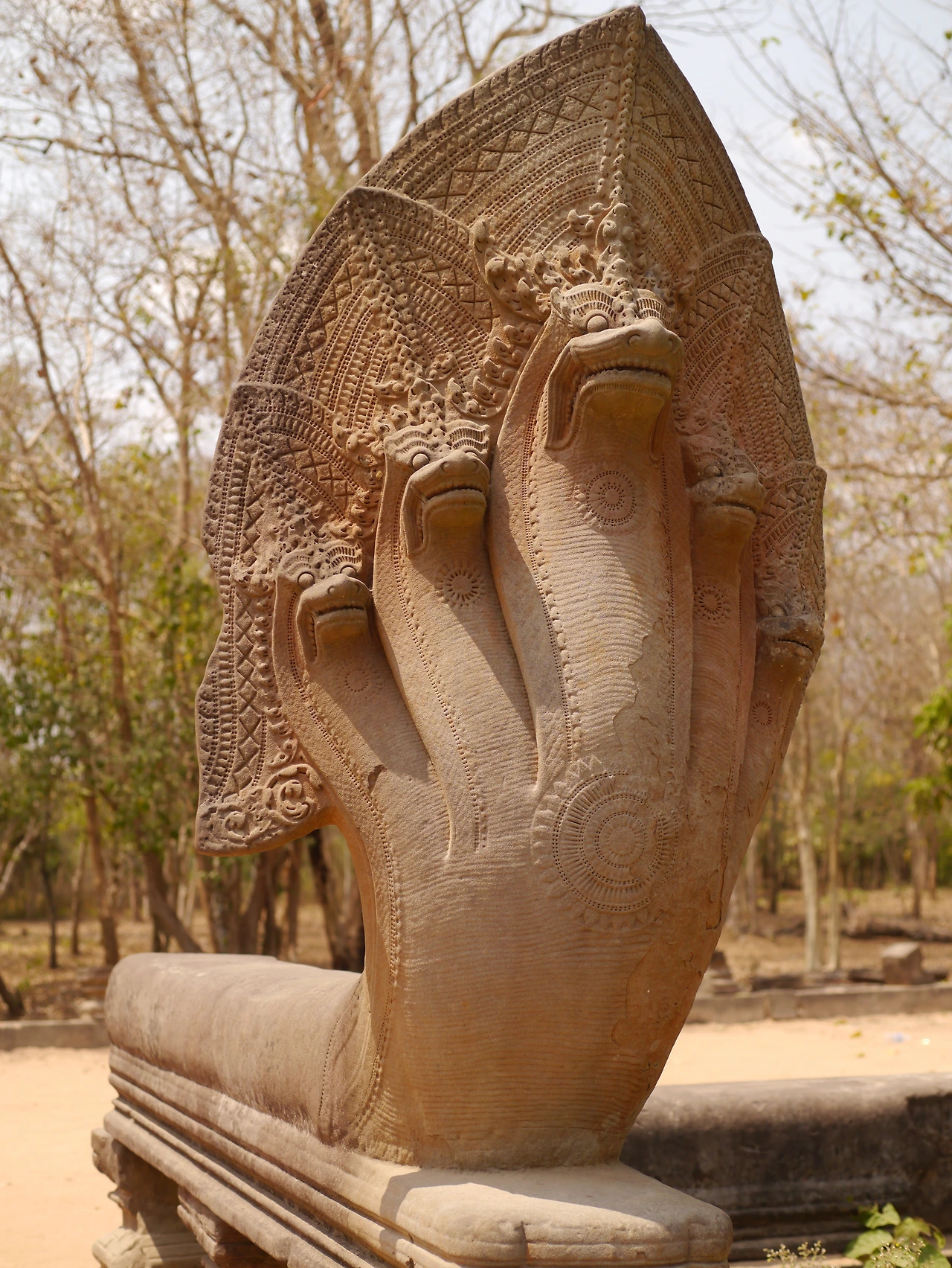 P1100805 벵메아리아.JPG