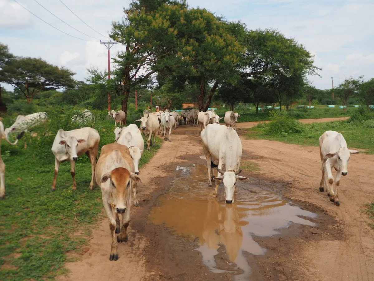 OmMzDCMCmOLcurQ0iU7-aGlEevchFFlyKFASDh-NC0E3uJDIymyrUOL4X9CFME0KSuv17UMqZyJVAMwGXToiOddD2nVCTR7GOAesJSYzfPSXO7M_Nu9s5CYIykw5nBYHwB-Xfwm_tyzAd29FJBpzgGOWM-vKwdvU8kOjYzIKJVNbFxeMB2PqcZQSs8EeiMlNYsYThr5w4BYOfsN8aJa2Qa5YJlCMaBS358Xdmj8NwbW3E1Eztrwk-trrJnnmEnu5oWPOJC0QZgaPHzz6ZSnWkMsxikJGQoe0L5QKtO_yO1lSxXE9Al3hWkwHg53qIl12yC-qMx6v_eVWqNaqDyPkPgnnO2UB5g4eAWFMjS3k0wcevprmXWnOK8hPNNoDvhmCoxCsYGZwacffYVqmRyt4N0yzPCH9kcJXq5puhSl4qfGSqKthYlwRF6J4tVlosk-tXYUS2ZdJc-60MHgvKK58P8H688B1Kz88vbkuO3LgBpEbg2b0pkFIcOq0fi-x9YqAMTLixQ8O1Z-hSthnNopRhLLijKt25XrlNPZDanxt9jNcxUXO1ZVS1S7dl1H4cwQex90WzaIzlbVxWuMChVSjNBkG1kR7hLvpBxj0X4YKu2JcJopZkk6vs6eSE0s_mOmIDOKmlIx2dyhuLWwD8ePPb9aGqEGbHQaS_cMM4AERmSlE1zWzwOlL1nfjtEbbHK0lKhVnZyVtkVC8q4MRN7lFdv4=w1200-h900-no?authuser=0