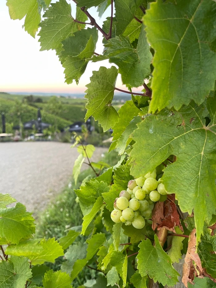 img.jpg?credential=yqXZFxpELC7KVnFOS48ylbz2pIh7yKj8&expires=1767193199&allow_ip=&allow_referer=&signature=iLIYidNBYirZW1gkE2PqOyRkjqA%3D