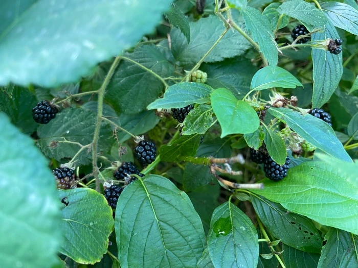 img.jpg?credential=yqXZFxpELC7KVnFOS48ylbz2pIh7yKj8&expires=1767193199&allow_ip=&allow_referer=&signature=NCwslC78C0kOH0NNuihktj77nfA%3D