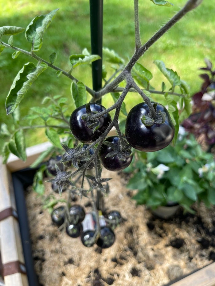 img.jpg?credential=yqXZFxpELC7KVnFOS48ylbz2pIh7yKj8&expires=1767193199&allow_ip=&allow_referer=&signature=qPQMRK3rROAWzvdKYkqxcZAlQJA%3D