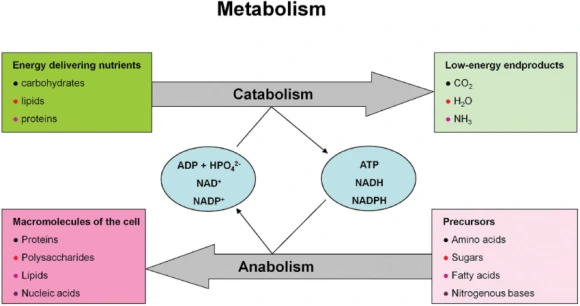 Metabolism-consisting-of-catabolic-and-anabolic-processes-encompasses-the-su.png?type=w580