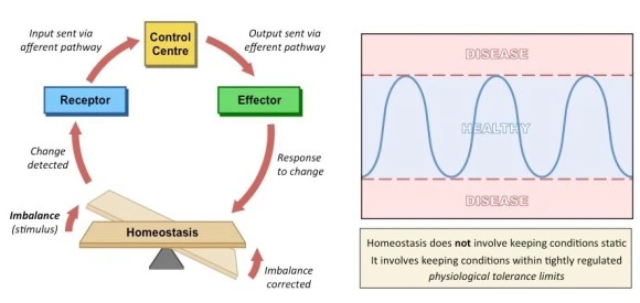 homeostasis_med.jpeg?type=w580