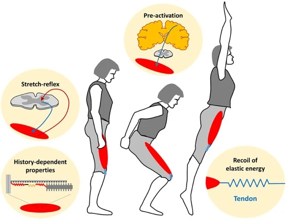 fphys-12-693141-g001.jpg?type=w580