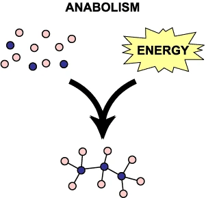 anabolism.gif?type=w580