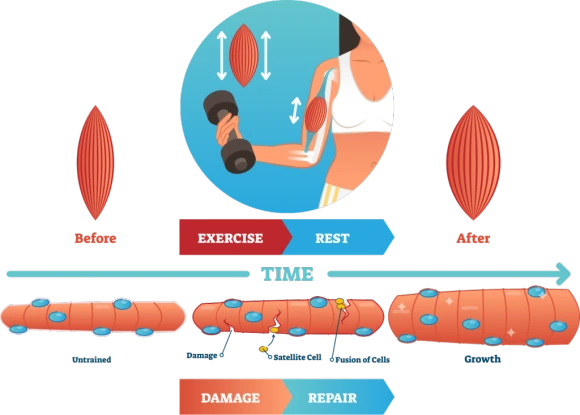muscle-growth-explained-1024x733.png?type=w580