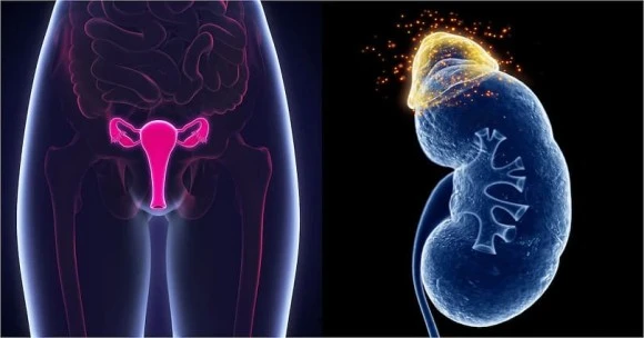 estrogent12.jpg?type=w580