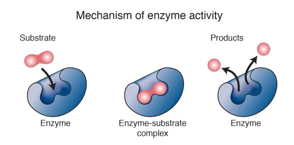 enzyme.jpg?type=w580