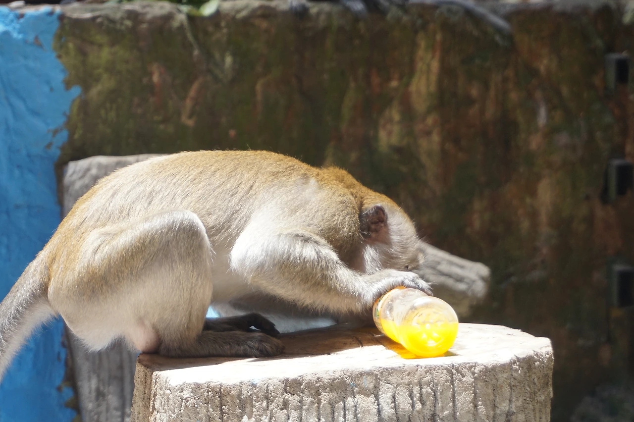 DSC00441 - 복사본.JPG