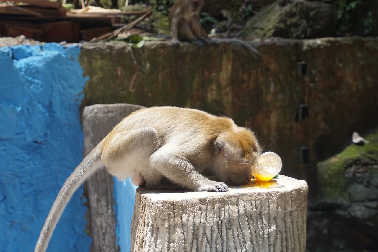 DSC00442 - 복사본.JPG