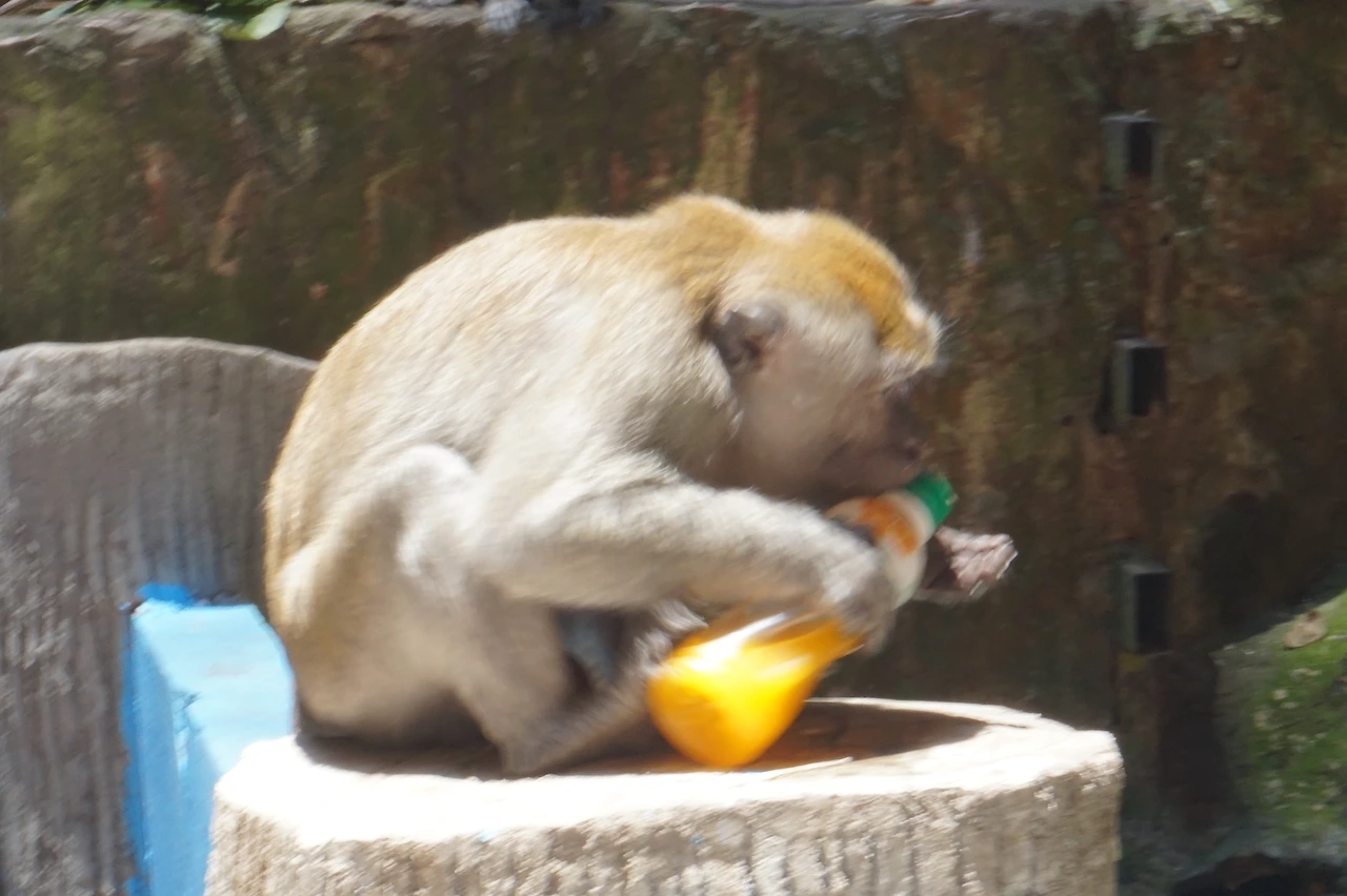 DSC00440 - 복사본.JPG