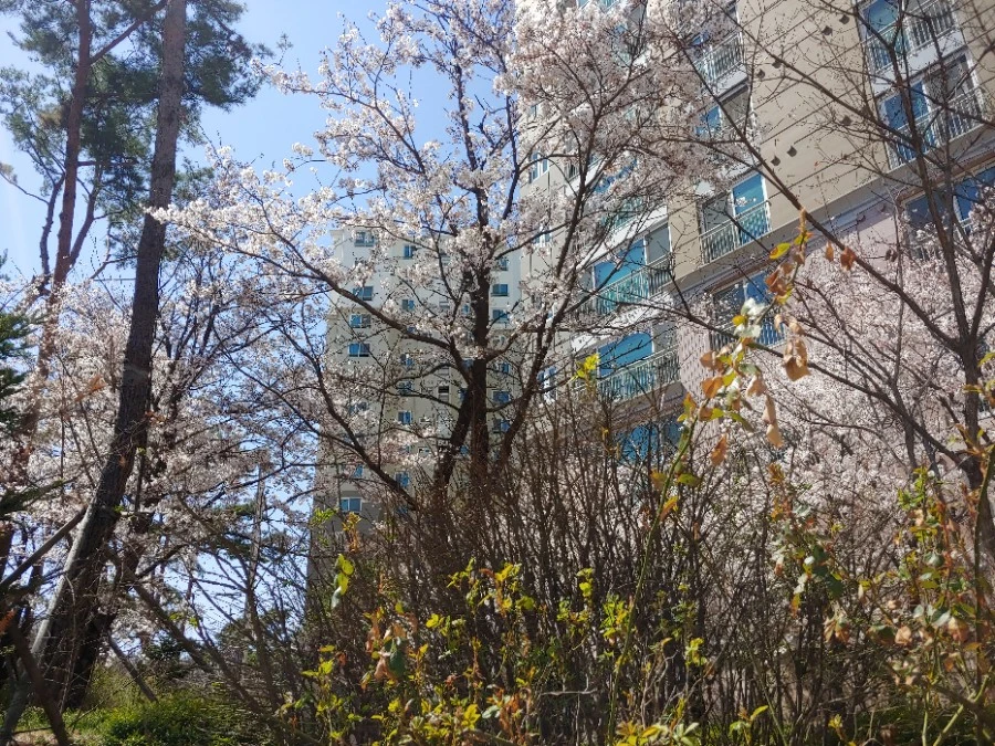 1586252647801.jpg?type=w966