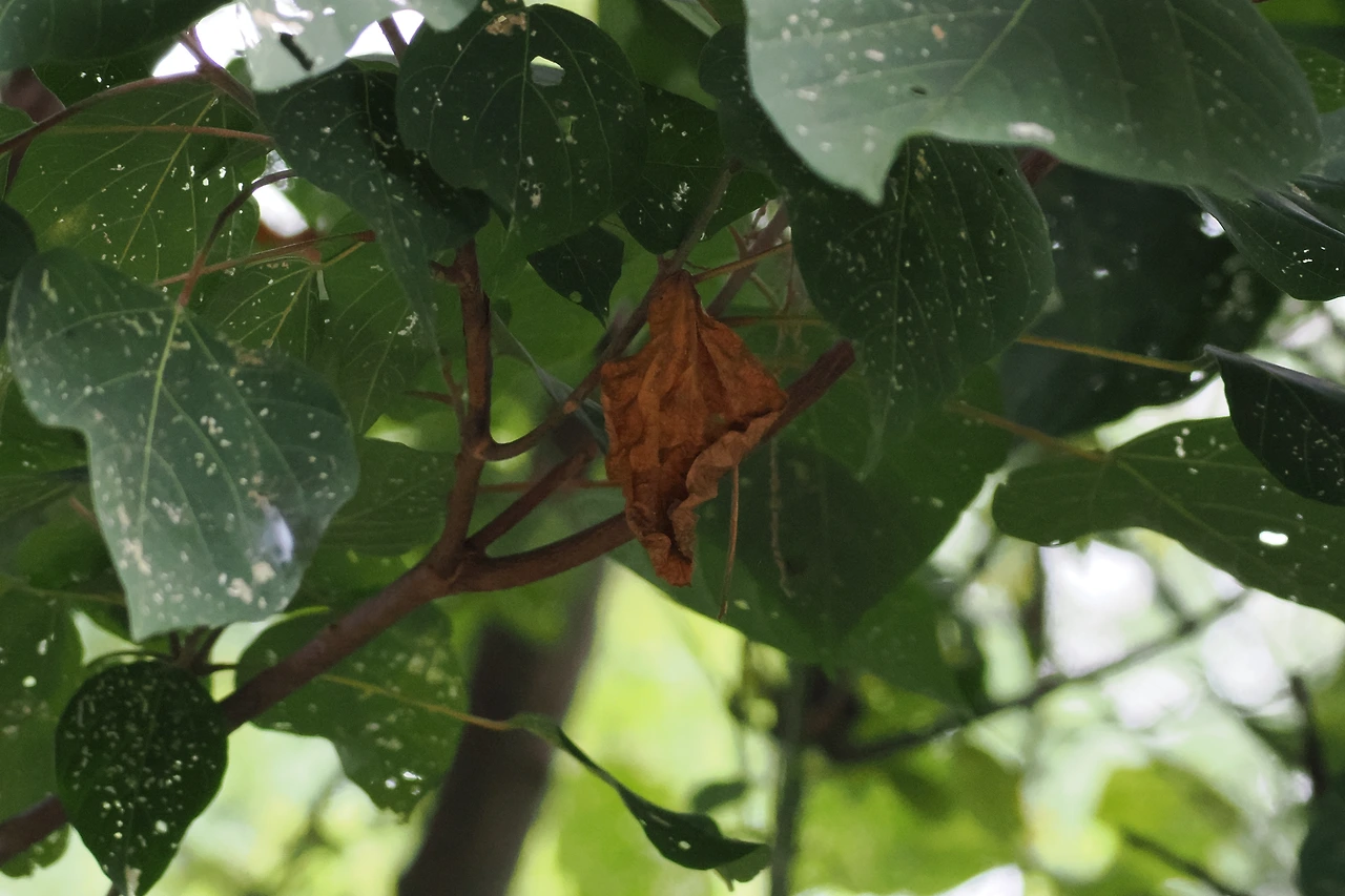 G8137006 예덕나무 붉은박쥐 모양 잎.JPG