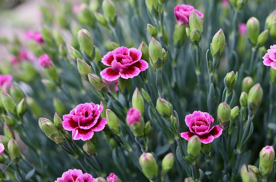 %EC%B9%B4%EB%84%A4%EC%9D%B4%EC%85%98.PNG?type=w1