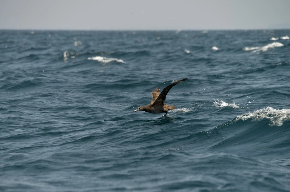 %EC%95%8C%EB%B0%94%ED%8A%B8%EB%A1%9C%EC%8A%A4.PNG?type=w1