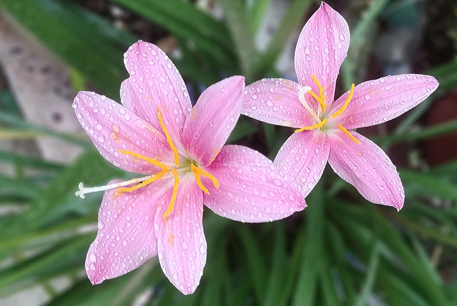 %EC%83%A4%ED%94%84%EB%9E%80%EA%BD%83%ED%94%BD%EC%82%AC.PNG?type=w1