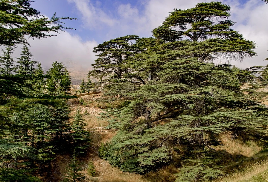 %EC%82%BC%EB%82%98%EB%AC%B4.PNG?type=w1