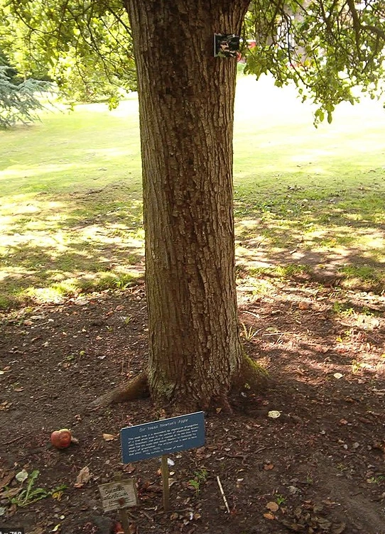 %EC%82%AC%EA%B3%BC%EB%82%98%EB%AC%B4.PNG?type=w1